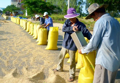 Farmers do not sell harvested rice hoping for further price increase (Photo: SGGP)